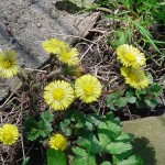 Coltsfoot Flowers, Photo by GW