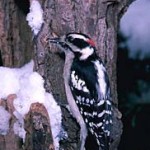 Downy Woodpecker; E.R. Deggiger/Color+Pic, Inc.