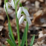 Snowdrops