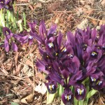 Siberian Iris, Photo by Brian Dunst