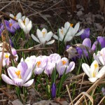 Crocus, Photo by GW