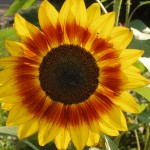 Sunflower photo by the Garden Witch