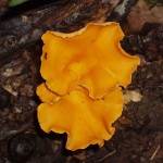 Chanterelles; Garden Witch Photo