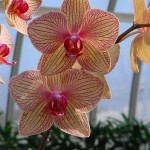 Orchid photo by Garden Witch