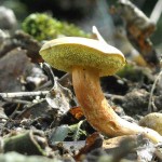 Garden Witch Photo