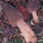 Morels from www.crabcoll.com/journal/morel.html