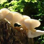 Oyster on TOH; Garden Witch Photo