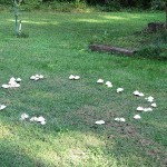fairyring3