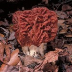 False Morel from www.crabcoll.com/journal/morel.html