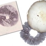 www.spores101.com