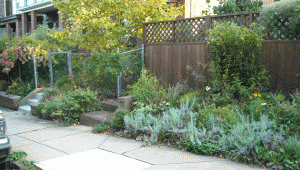 Some of the "Overgrown Weeds Throughout the Property" Garden Witch Photo taken 10-01-2009